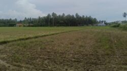 Petani Duhiadaa Terjerat Hutang, Sawah Rusak Akibat PETI