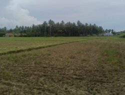 Petani Duhiadaa Terjerat Hutang, Sawah Rusak Akibat PETI