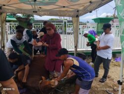 9 Sapi Kurban Disembelih di Marisa Selatan, Hj. Daeng Muzrimin Husain Berbagi Kebahagiaan Iduladha